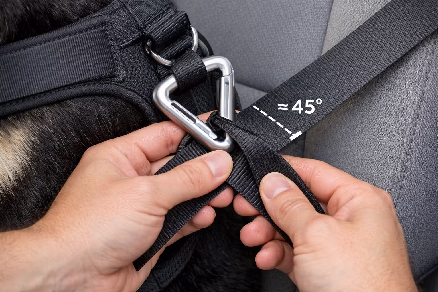Close-up of hands threading a car seatbelt through the tether loop of a dog safety harness showing correct attachment method